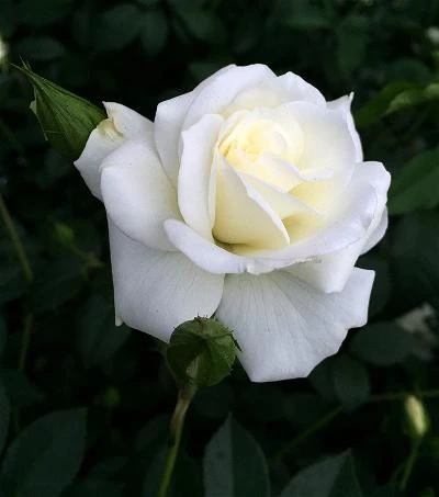 Mùi hoa hồng trắng